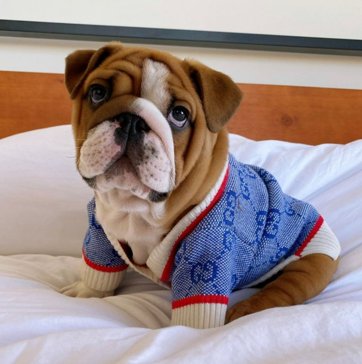 Fur Baby Attire
